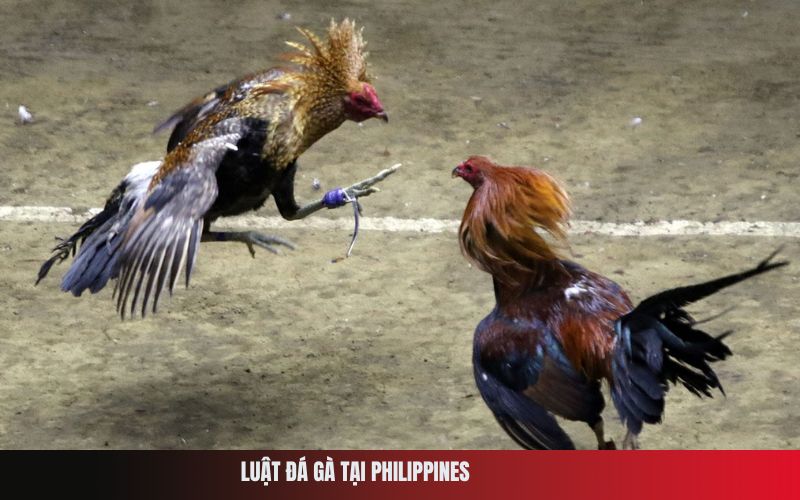 Luật Đá Gà Tại Philippines