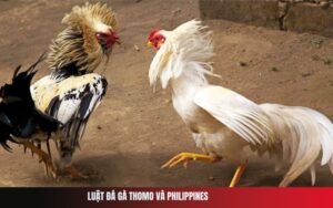 Luật Đá Gà Thomo Và Philippines