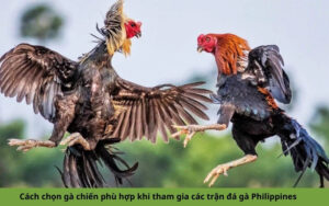 Cách chọn gà chiến phù hợp khi tham gia các trận đá gà Philippines