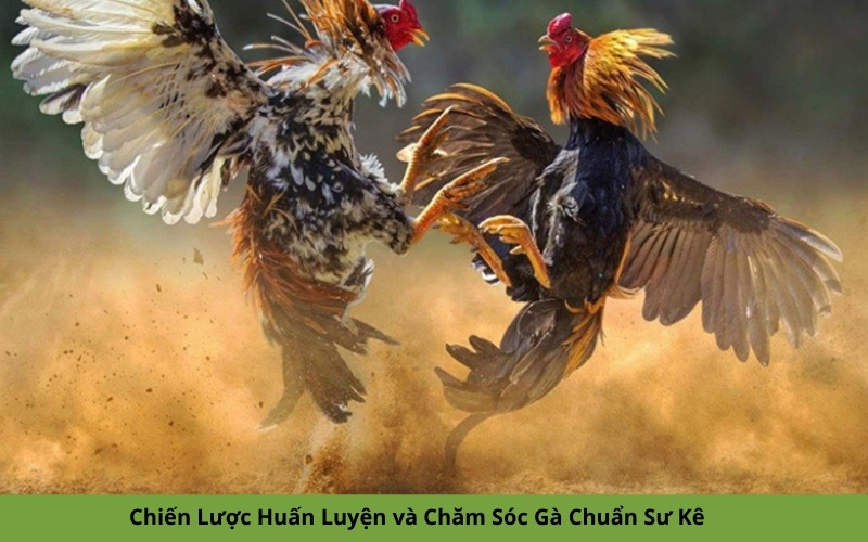 Chiến Lược Huấn Luyện và Chăm Sóc Gà Chuẩn Sư Kê