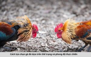 Cách lựa chọn gà đá dựa trên thể trạng và phong độ thực chiến