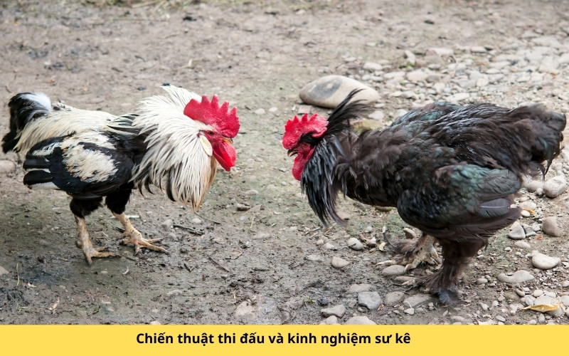 Chiến thuật thi đấu và kinh nghiệm sư kê