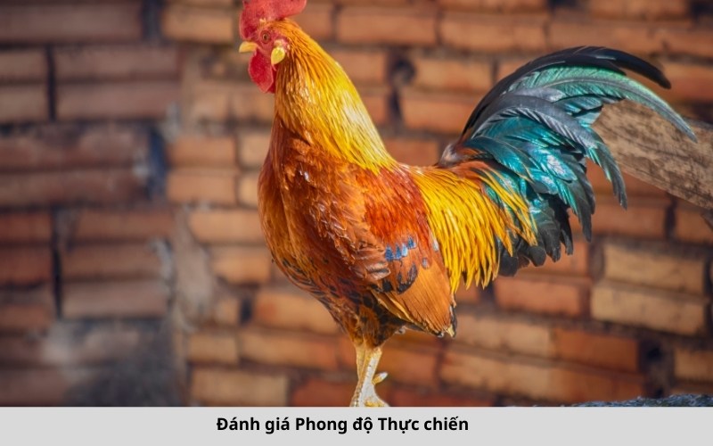 Đánh giá Phong độ Thực chiến