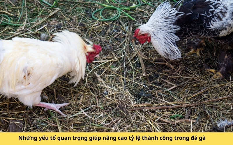 Những yếu tố quan trọng giúp nâng cao tỷ lệ thành công trong đá gà