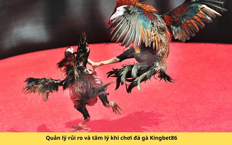 Quản lý rủi ro và tâm lý khi chơi đá gà Kingbet86