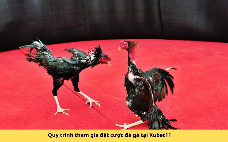 Quy trình tham gia đặt cược đá gà tại Kubet11