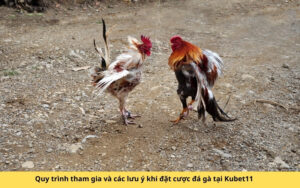 Quy trình tham gia và các lưu ý khi đặt cược đá gà tại Kubet11