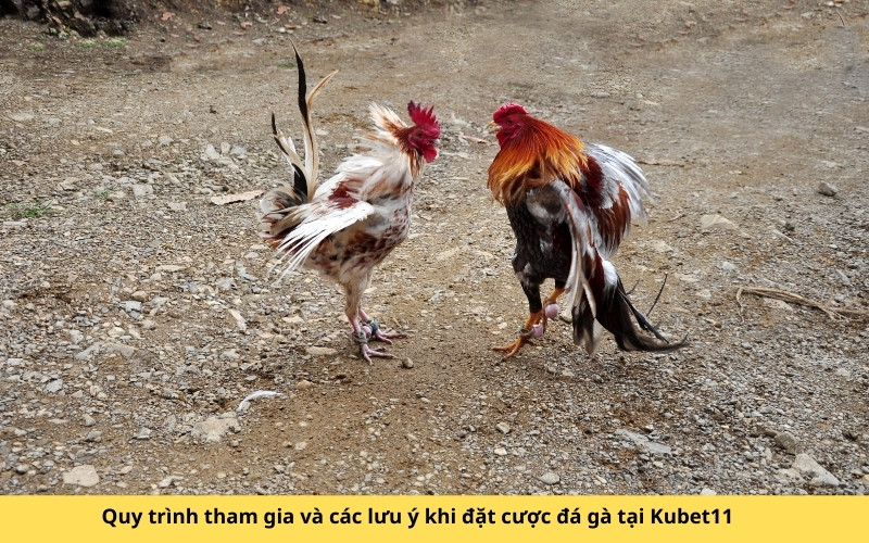 Quy trình tham gia và các lưu ý khi đặt cược đá gà tại Kubet11